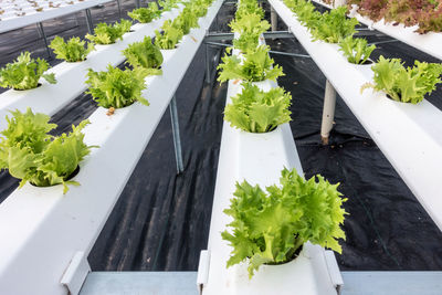 High angle view of potted plant in container