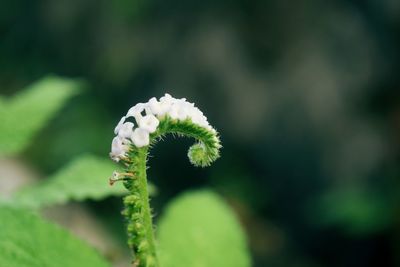 Close-up of white flower bud