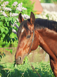 Brown horse eating plants
