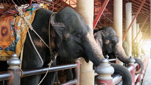 Close-up of elephant statue