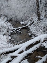 Close-up of snow on tree against sky