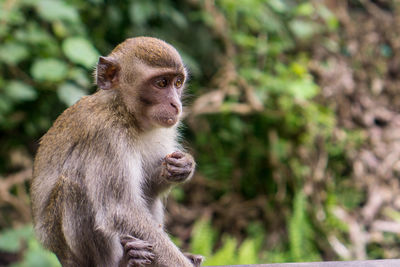 Close-up of monkey looking away in forest