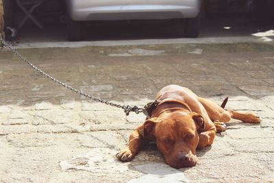 Close-up of dog on sidewalk