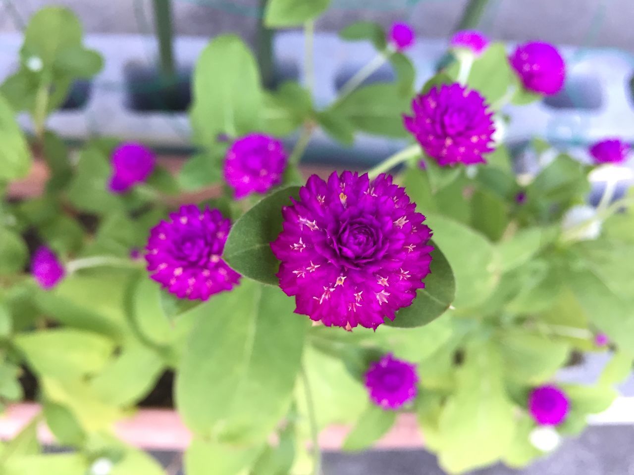 CLOSE-UP OF PURPLE FLOWER