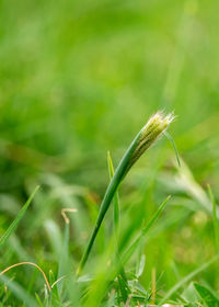 Close-up of crops on field