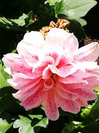 Close-up of pink rose