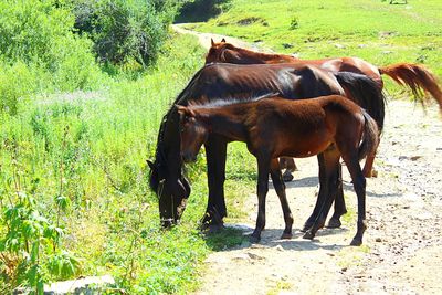 Horses in a field