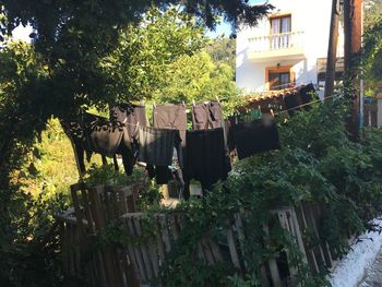 Clothes drying on plant against trees