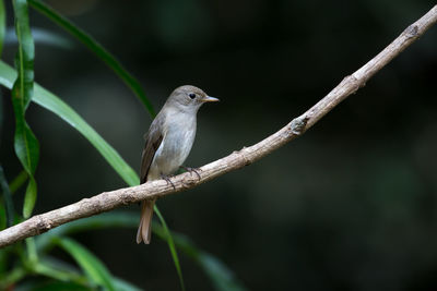 Close-up of bird perching on branch