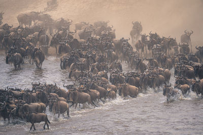 Group of horses on field