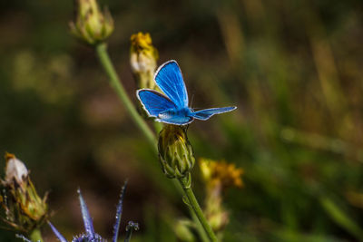 Close-up of blue butterfly pollinating on flower bud