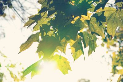 Low angle view of leaves on tree