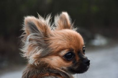 Close-up of a dog looking away