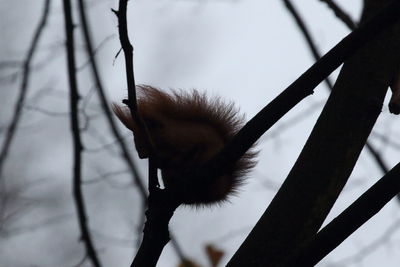 Close-up of horse on tree against sky