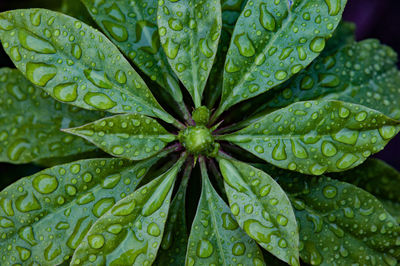 Close-up of wet leaves