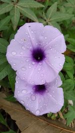 Close-up of wet purple flower blooming outdoors