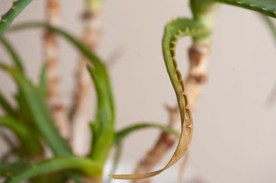 Damaged sick ale vera leaves closeup at home. dying domestic houseplant