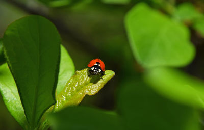 Close-up of ladybug on leaf