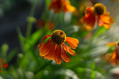 Close-up of orange flower