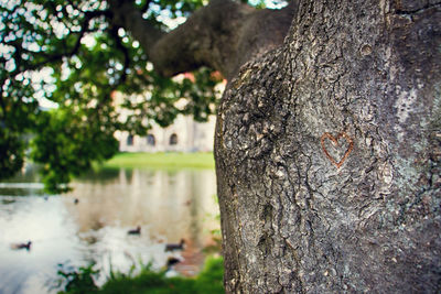 Close-up of lizard on tree trunk against sky