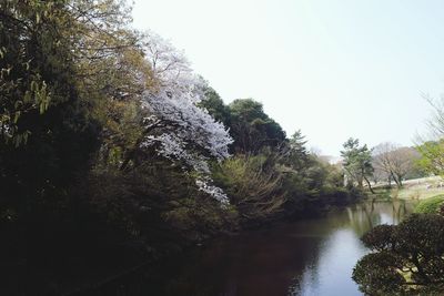 Scenic view of river amidst trees against sky