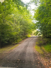 Road passing through forest