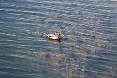 High angle view of duck swimming in lake