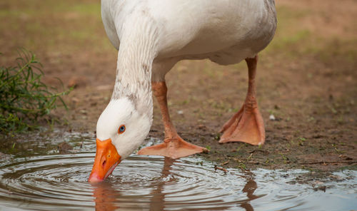 Duck drinking water in a lake