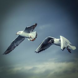 Low angle view of birds flying in sky