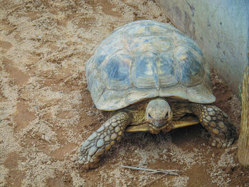 Close-up portrait of tortoise