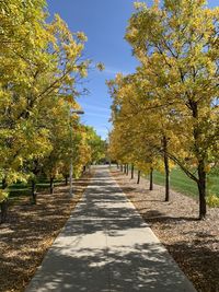 Footpath amidst trees in park during autumn