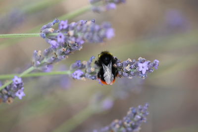 Close-up of bee pollinating on purple flower