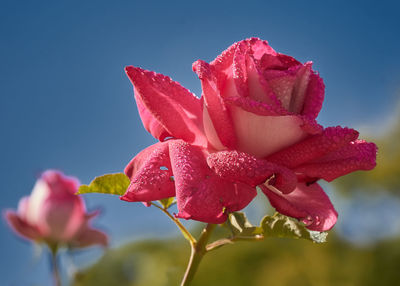 Close-up of pink rose flower