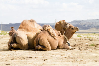 Camels in desert