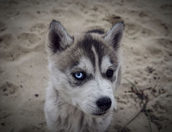 Close-up portrait of dog lying on land