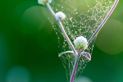 Close-up of wet spider web on plant