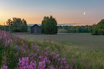 Scenic view of flowering plants on field against sky during sunset