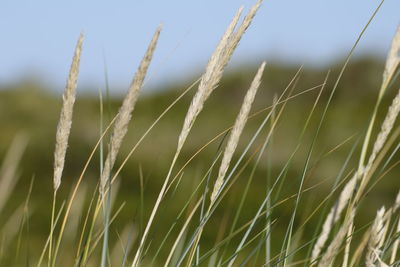 Close-up of stalks in field