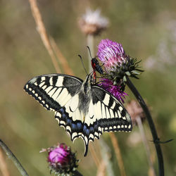 Swallowtail butterfly on a flower