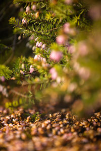 Close-up of flowering plants on land