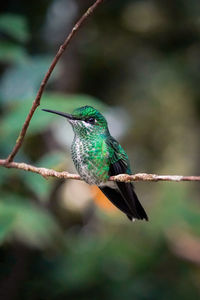 Close-up of bird perching on plant