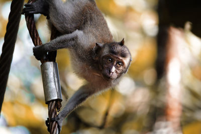 Close-up of monkey on tree