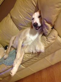 Low section of dog relaxing on bed at home