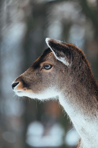 Close-up of deer 