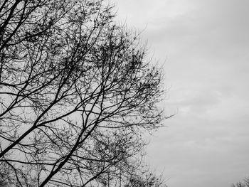 Low angle view of bare trees against sky