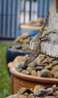 Close-up of lizard on wood