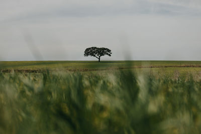 Isolated tree in alentejo landscape