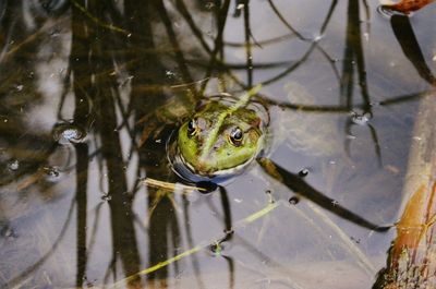 High angle view of turtle swimming in lake