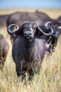 African cape buffalo, africa