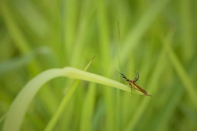 Close-up of insect on plant